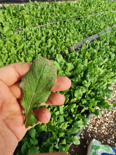 الإصابة على ورقة الجرجير مع العلاج؟